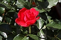 Festa delle rose_50